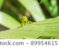 Beard Locust 89954615
