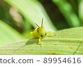 Beard Locust 89954616