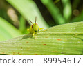 Beard Locust 89954617