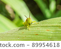 Beard Locust 89954618