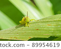 Beard Locust 89954619
