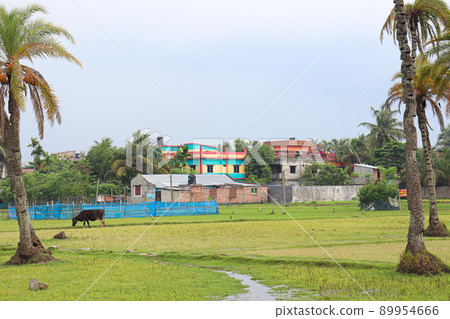 dates tree closeup for harvest dates tree closeup for harvest 89954666