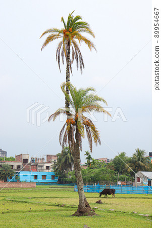 dates tree closeup for harvest dates tree closeup for harvest 89954667