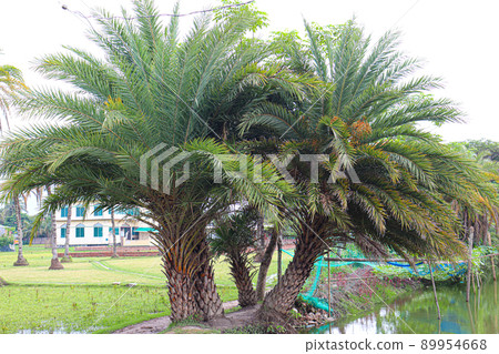 dates tree closeup for harvest dates tree closeup for harvest 89954668