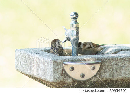 麻雀飲水機 麻雀飲水機 89954701