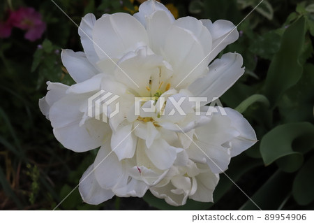 Double-flowered white tulip flowers blooming in the Japanese garden in spring 89954906