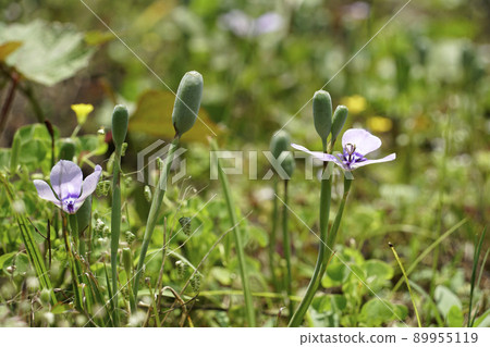 Pretty purple flowers of Chiriayame blooming in the grass Pretty purple flowers of Chiriayame blooming in the grass 89955119