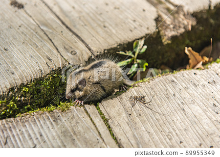 日光國家公園，一隻藏在木路縫隙中的睡鼠 89955349