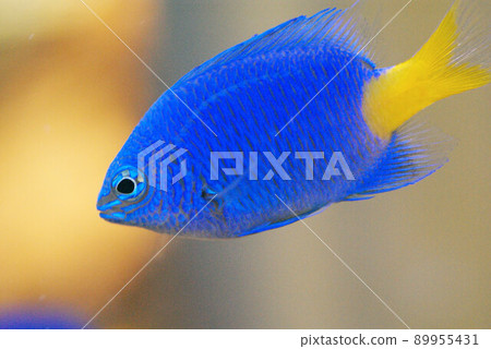 Blue and yellow of damselfish damselfish 89955431