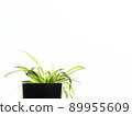 室內植物1 室內植物1 89955609