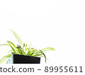 室內植物2 室內植物2 89955611