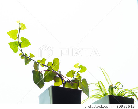 Houseplant 3 89955612