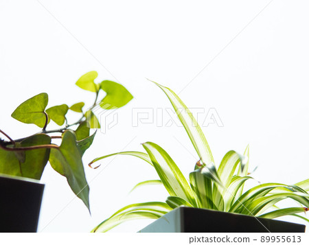 室內植物4 89955613