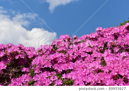 Miyama Kirishima and the sky 89955627