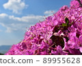 Azalea and blue sky 89955628
