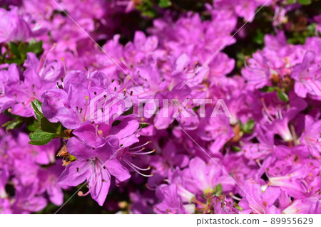 僅限美山霧島 89955629