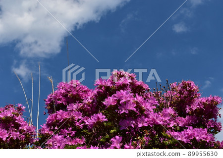 Miyama Kirishima blooming in Sensuikyo 89955630