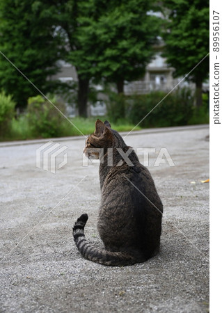 Cat's pet cat in the park 89956107