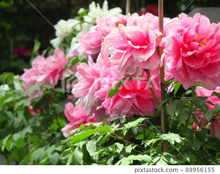 At Peony Garden Part 2 At Peony Garden Part 2 89956155