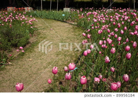 鬱金香領域 89956184