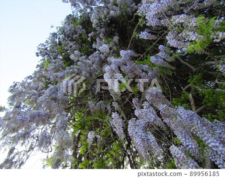 美山神社大藤 美山神社大藤 89956185