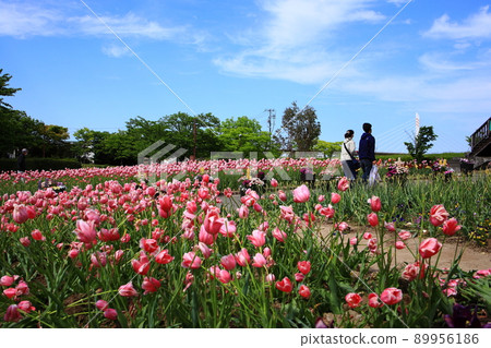 鬱金香領域 89956186