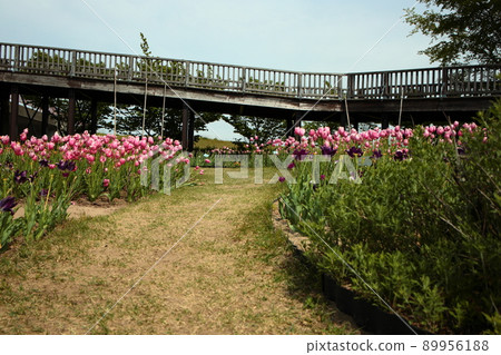 Tulip field Tulip field 89956188