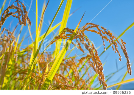 [奈良縣] 10 月稻淵梯田收穫稻米 89956226