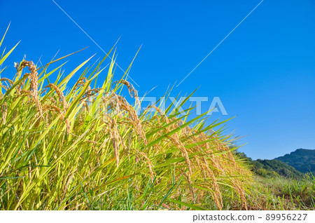 [奈良縣] 10 月稻淵梯田收穫稻米 89956227