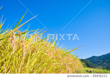 [奈良縣] 10 月稻淵梯田收穫稻米 89956231