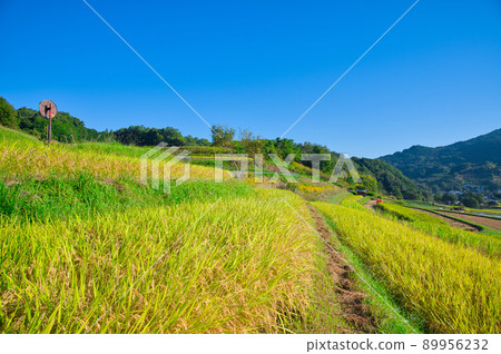 [Nara Prefecture] Inabuchi rice terraces in October, when rice is harvested 89956232