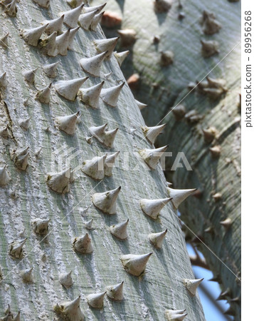 Tokrikiwata: A stem with a sharp spine 89956268