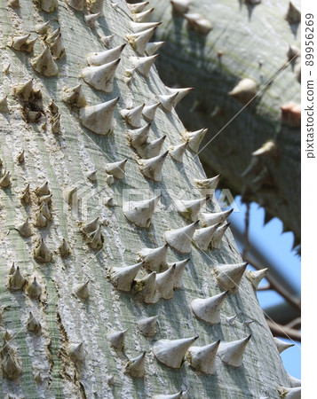 Tokrikiwata: A stem with a sharp spine Tokrikiwata: A stem with a sharp spine 89956269