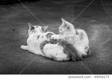 小貓依偎在他們的母貓身邊 89956273