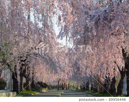 Weeping cherry tree on the Nitchū Line Part 2 89956446