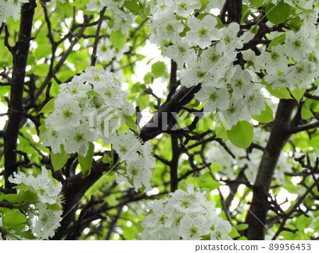 Pear flowers Pear flowers 89956453