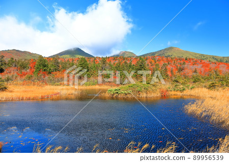 [Aomori] Autumn leaves of water lotus and Hakkoda mountain range 89956539