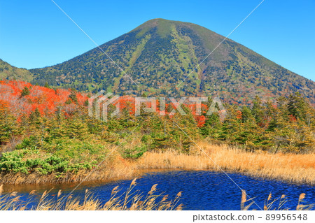 [Aomori] Autumn leaves of water lotus and Hakkoda mountain range 89956548