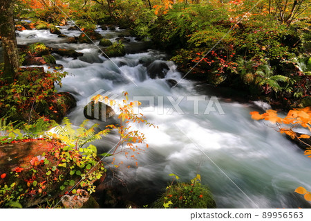 [Aomori Prefecture] Oirase Gorge near Ishigado 89956563