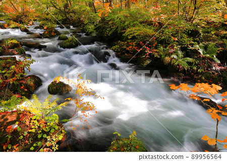 [Aomori Prefecture] Oirase Gorge near Ishigado 89956564