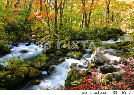 [Aomori Prefecture] Flow of Ashura in Oirase Gorge 89956567