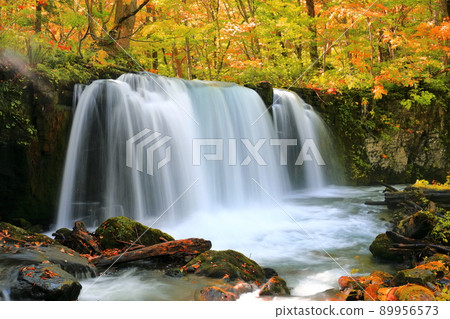 [Aomori Prefecture] Choshi Otaki in autumn colors (Oirase Gorge) 89956573