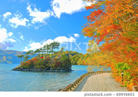 [Aomori Prefecture] Colored leaves of Lake Towada and Daikoku Shrine / Ebisu Shrine 89956601