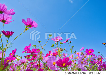 [Hyogo Prefecture] October ・ Cosmos field of Awaji Hanasajiki on Awaji Island 89956646