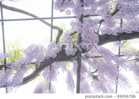 Wisteria at the bamboo shrine Wisteria at the bamboo shrine 89956786