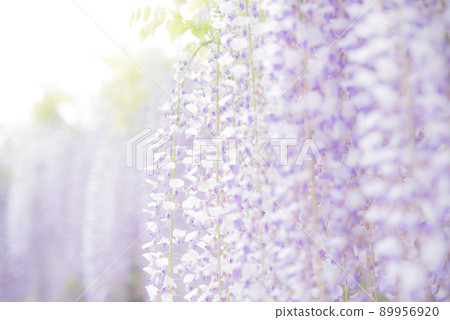 Wisteria at the bamboo shrine Wisteria at the bamboo shrine 89956920