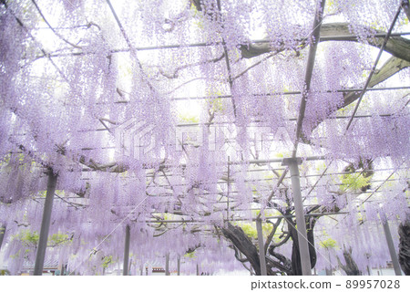 Wisteria at the bamboo shrine Wisteria at the bamboo shrine 89957028