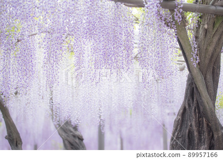 Wisteria at the bamboo shrine 89957166