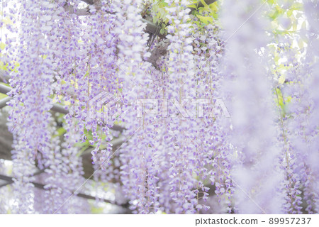 Wisteria at the bamboo shrine Wisteria at the bamboo shrine 89957237