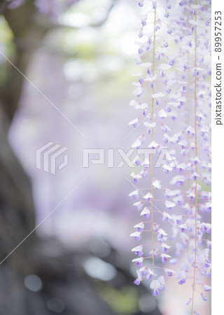 紫藤在竹祠 89957253